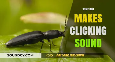 Unveiling the Mystery: Which Bug Creates the Clicking Noise?
