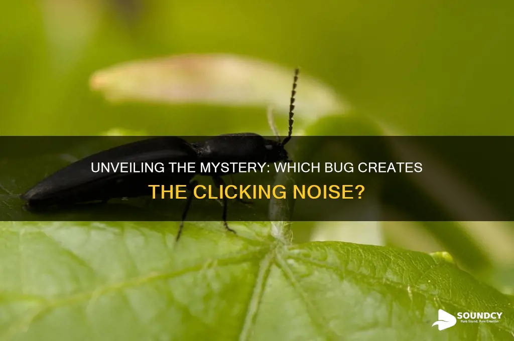 what bug makes clicking sound