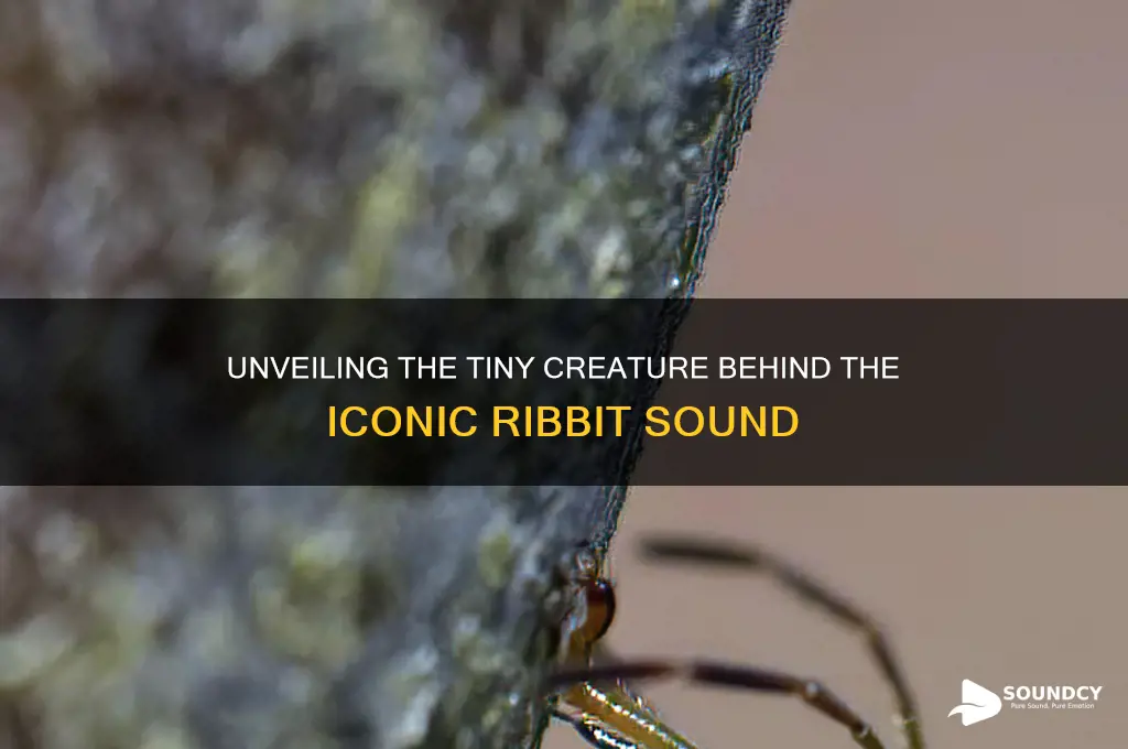 what bug makes ribbit sound