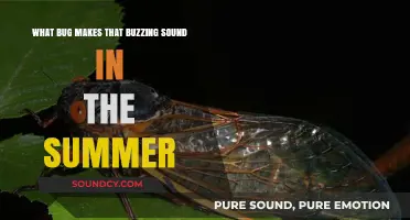 Summer's Buzz: Unveiling the Mystery Behind That Pesky Noise
