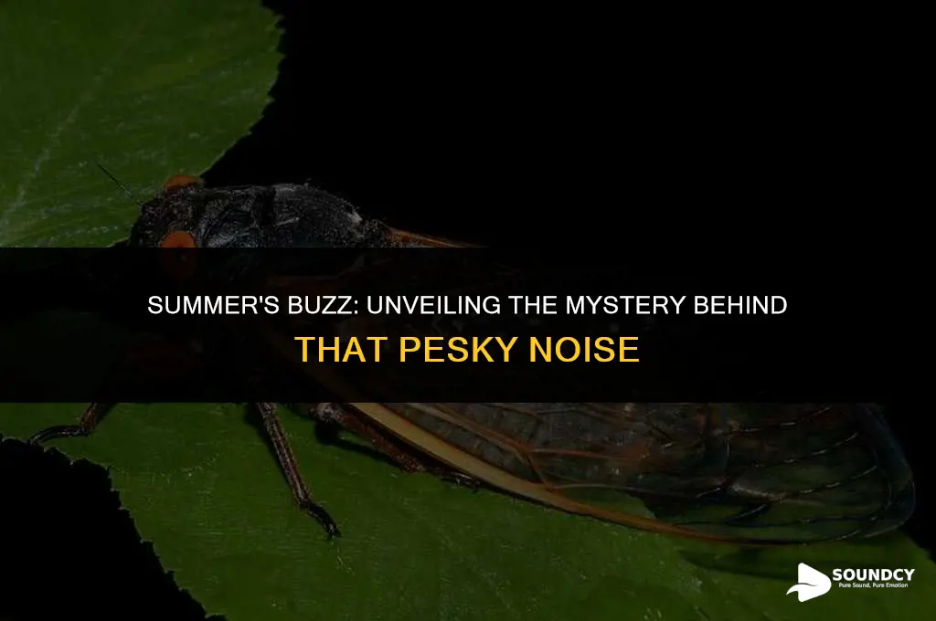 what bug makes that buzzing sound in the summer