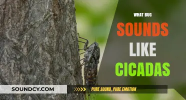 Unveiling the Mystery: Insects That Mimic Cicada Sounds in Nature