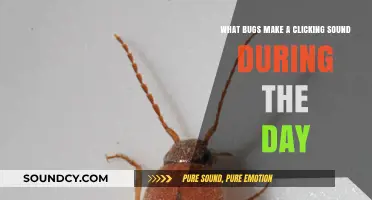 Daytime Clicking Bugs: Unveiling the Mystery Behind the Noise