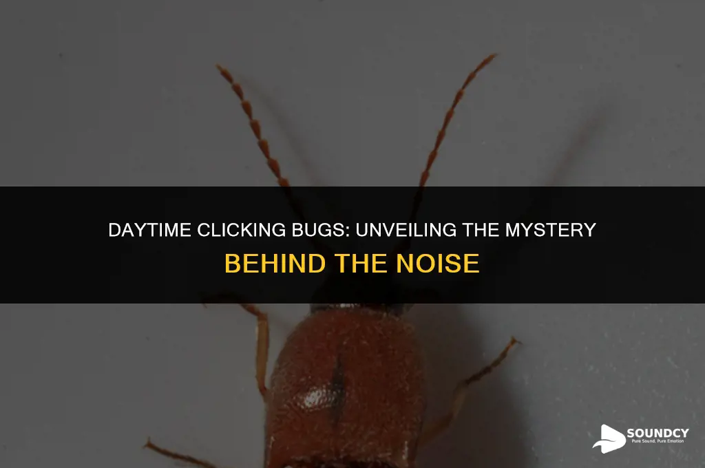 what bugs make a clicking sound during the day