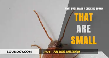 Tiny Tapping Critters: Unveiling the Mystery of Small Clicking Bugs