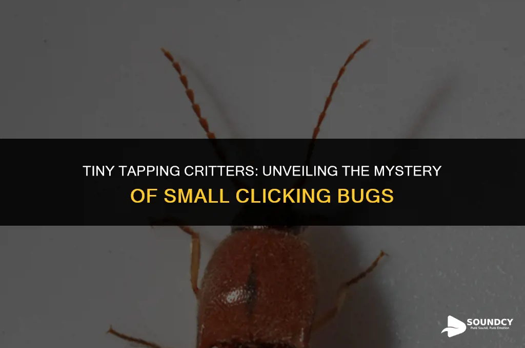 what bugs make a clicking sound that are small