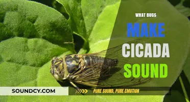 Unveiling the Tiny Insects Behind the Iconic Cicada Summer Symphony