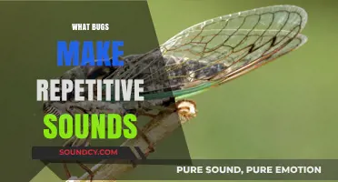 Buzzing and Chirping: Exploring Insects That Create Repetitive Noises