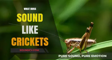 Cricket or Not? Identifying Bugs That Mimic Cricket Sounds