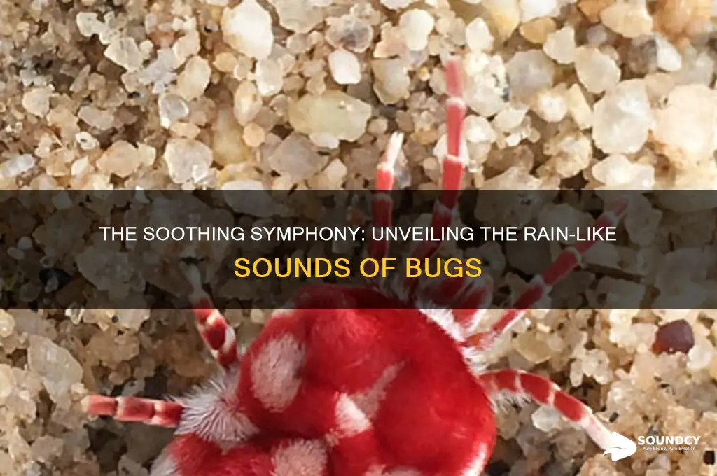 what bugs sound like rain