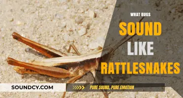 Unsettling Imposters: Bugs That Mimic Rattlesnakes' Terrifying Rattle Sounds