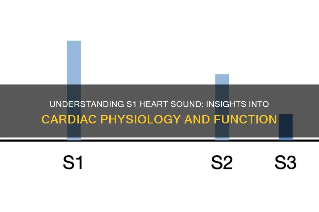 what cardiac physiology does the s1 heart sound represent