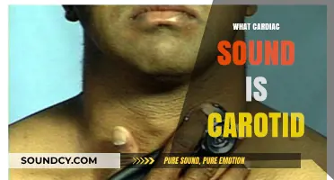 Understanding the Link Between Cardiac Sounds and Carotid Artery Auscultation