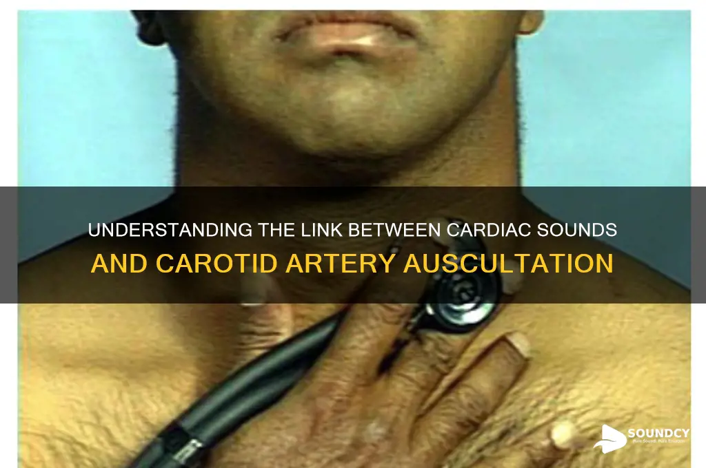 what cardiac sound is carotid