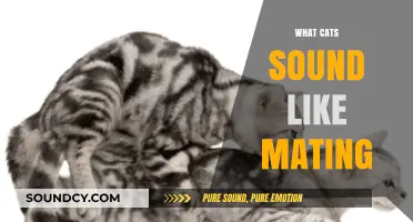 Understanding the Unique and Loud Sounds of Cats Mating