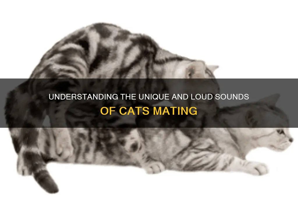 what cats sound like mating