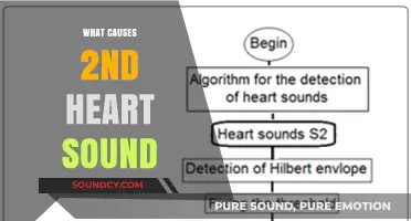 Understanding the Causes of the Second Heart Sound: A Comprehensive Guide