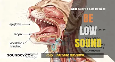 Exploring the Reasons Behind a Cat's Low-Sound Meow