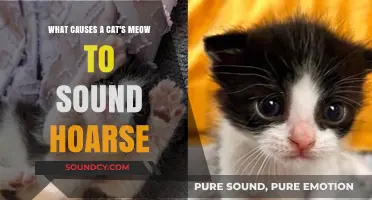 Exploring the Reasons Behind a Cat's Hoarse Meow