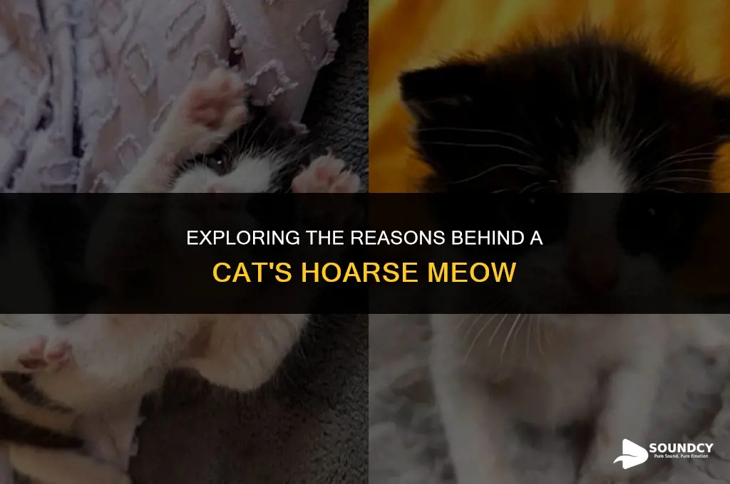 what causes a cat