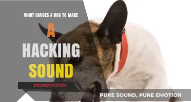 Why Do Dogs Make Hacking Sounds? Understanding Canine Coughs