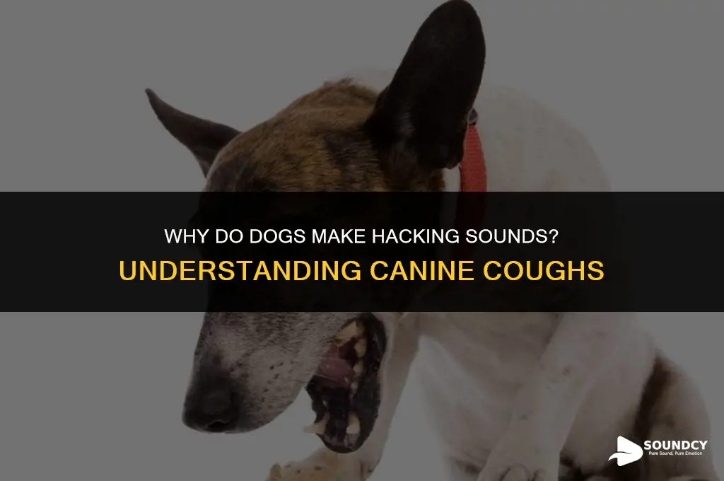 what causes a dog to make a hacking sound