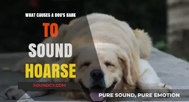 Why Your Dog's Bark Might Sound Hoarse: Common Causes Explained