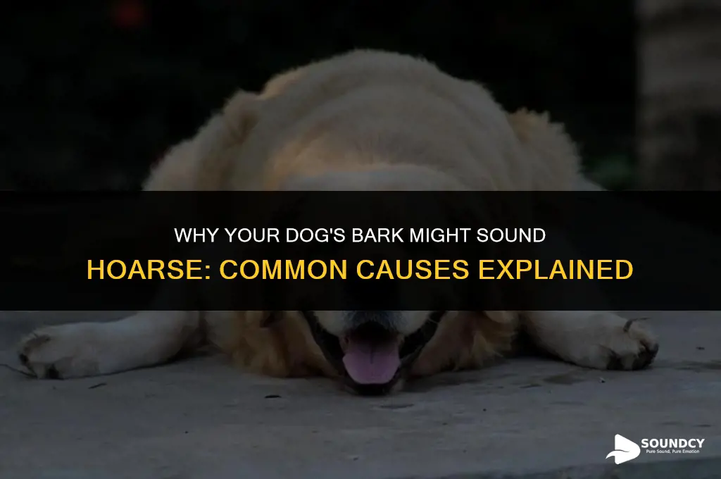 what causes a dog