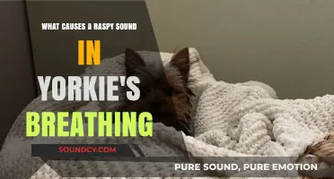 Understanding Your Yorkie's Raspy Breathing: Causes and Care Tips