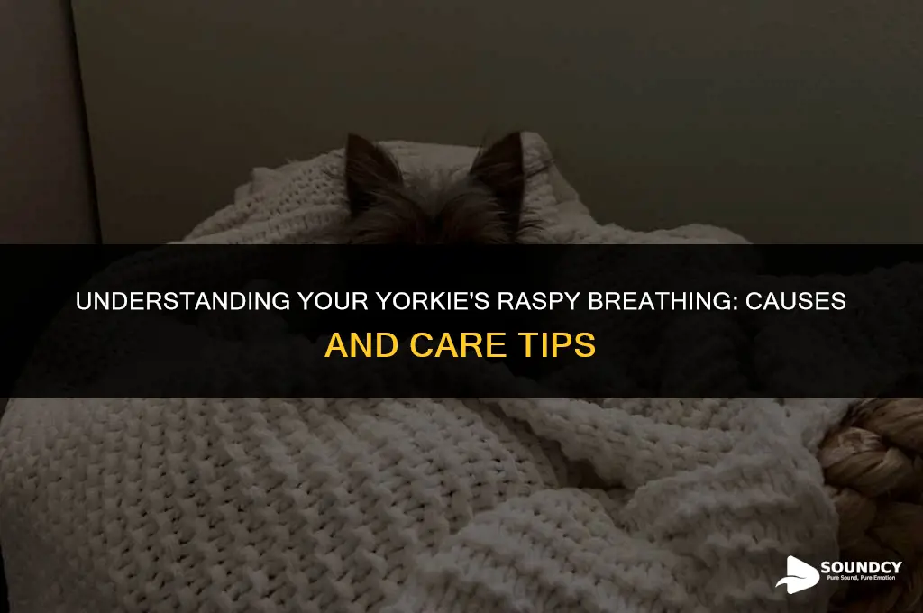 what causes a raspy sound in yorkie