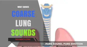 Understanding Coarse Lung Sounds: Causes, Symptoms, and Diagnosis Explained