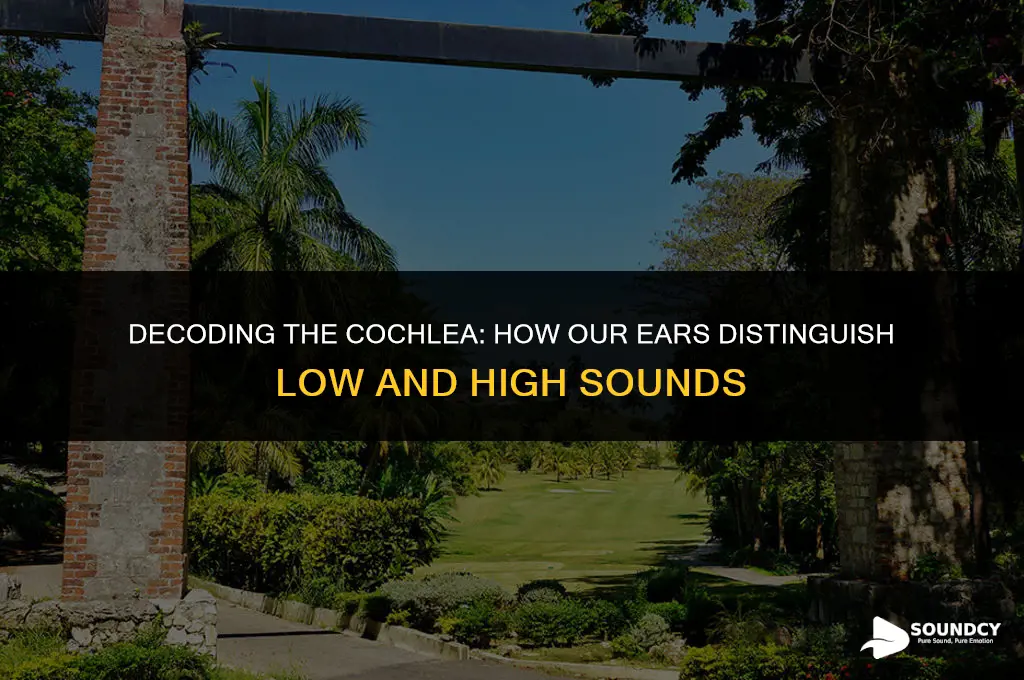 what causes cochlea to differentiate low and high sounds