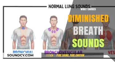 Understanding Diminished Breath Sounds: Causes and Clinical Implications