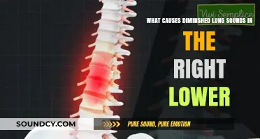 Exploring the Causes of Diminished Lung Sounds in the Right Lower Lobe