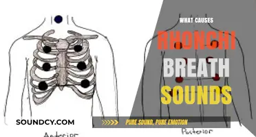 Understanding Rhonchi: Causes of Abnormal Breath Sounds Explained