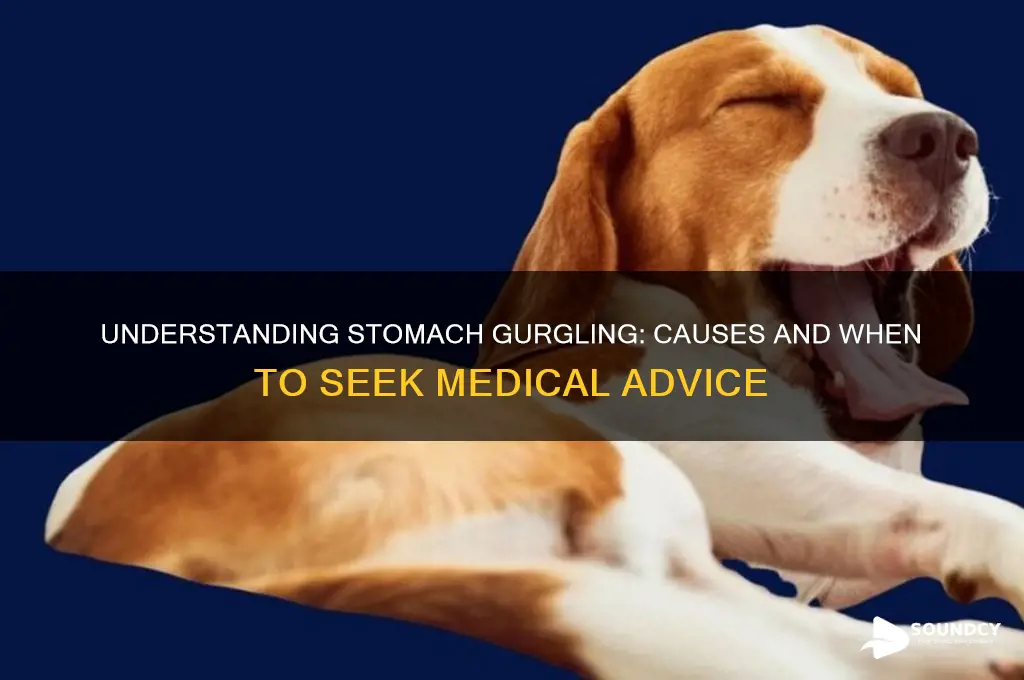 what causes stomach gurgling sounds