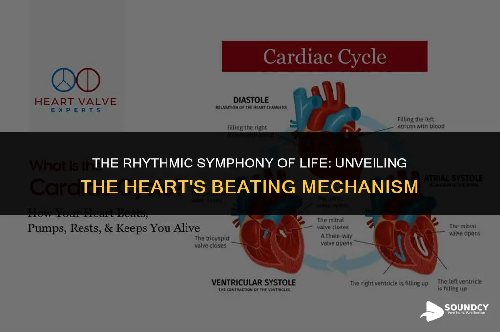 what causes the beating sound that a heart makes