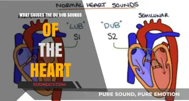 Understanding the Du Dub Sounds of the Heart: Causes and Implications