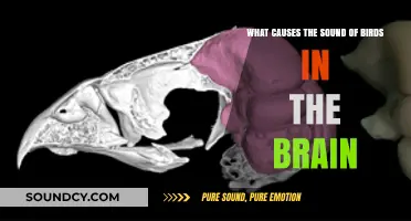 Exploring the Avian Symphony: What Causes Bird Sounds in Our Minds?