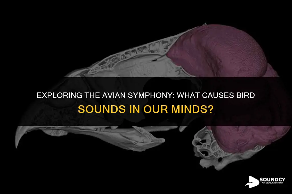 what causes the sound of birds in the brain