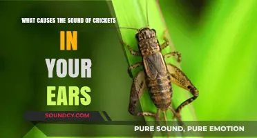 The Mystery of Cricket Sounds in Your Ears Explained