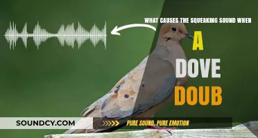Unraveling the Mystery: What Causes Doves to Squeak?