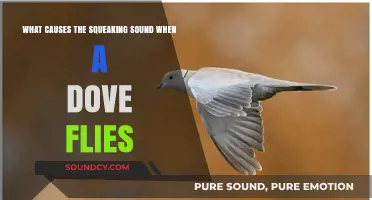 Unraveling the Mystery: Why Do Doves Squeak When They Fly?