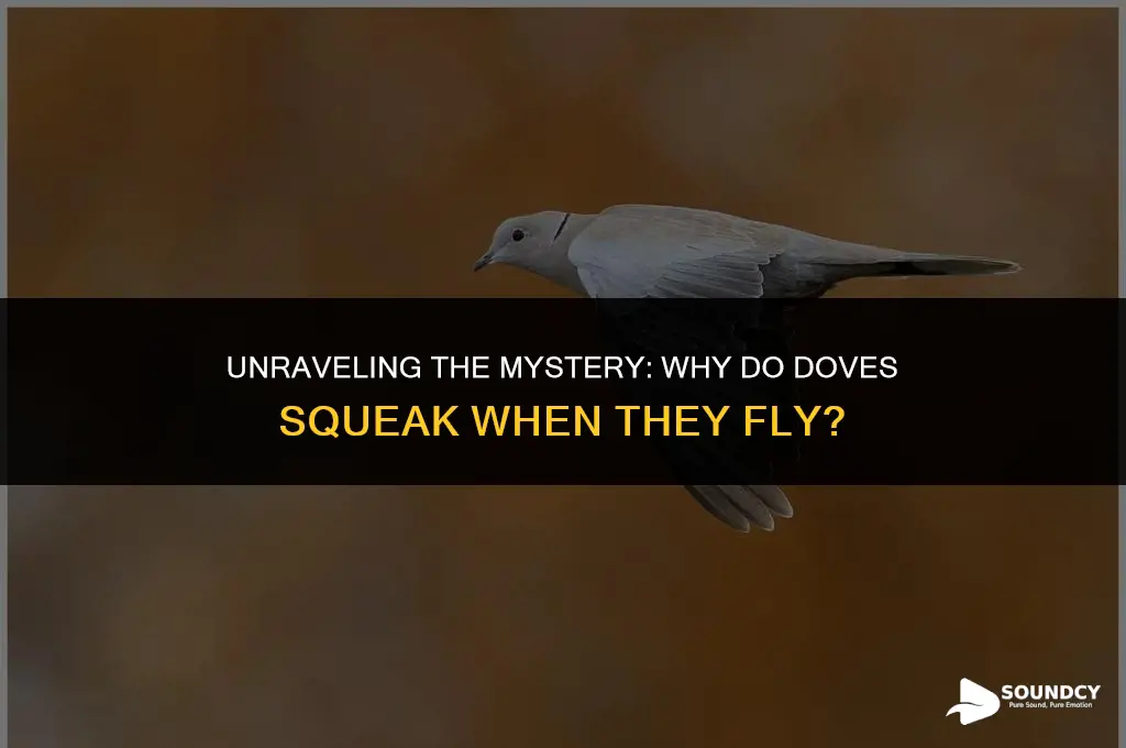 what causes the squeaking sound when a dove flies