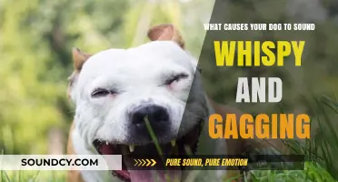 Understanding Your Dog's Whispy Gagging: Causes and Solutions