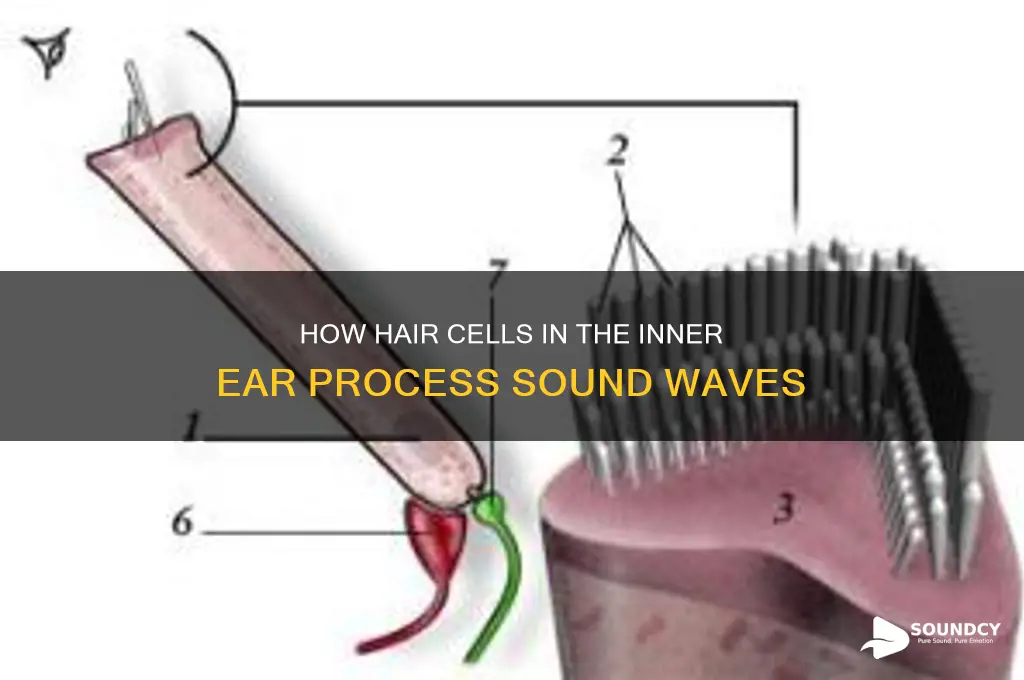 what cells deal with sound