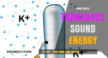 How Hair Cells in the Inner Ear Transduce Sound Energy