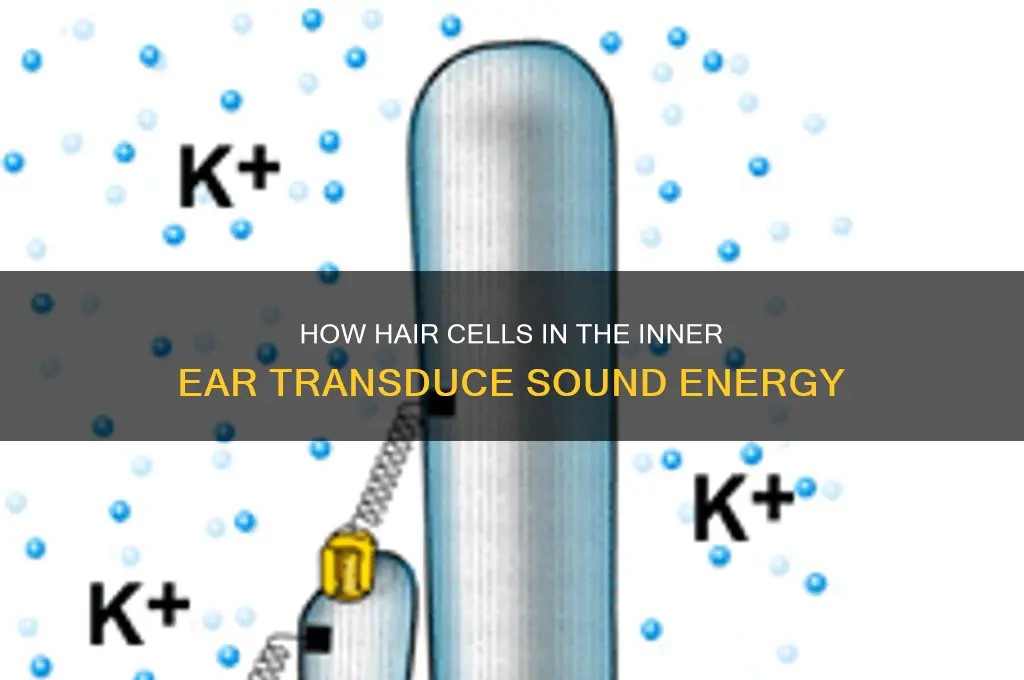 what cells transduce sound energy