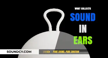 How the Ear's Complex Structure Captures and Processes Sound Waves