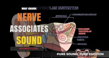 The Role of the Vestibulocochlear Nerve in Hearing and Sound Perception